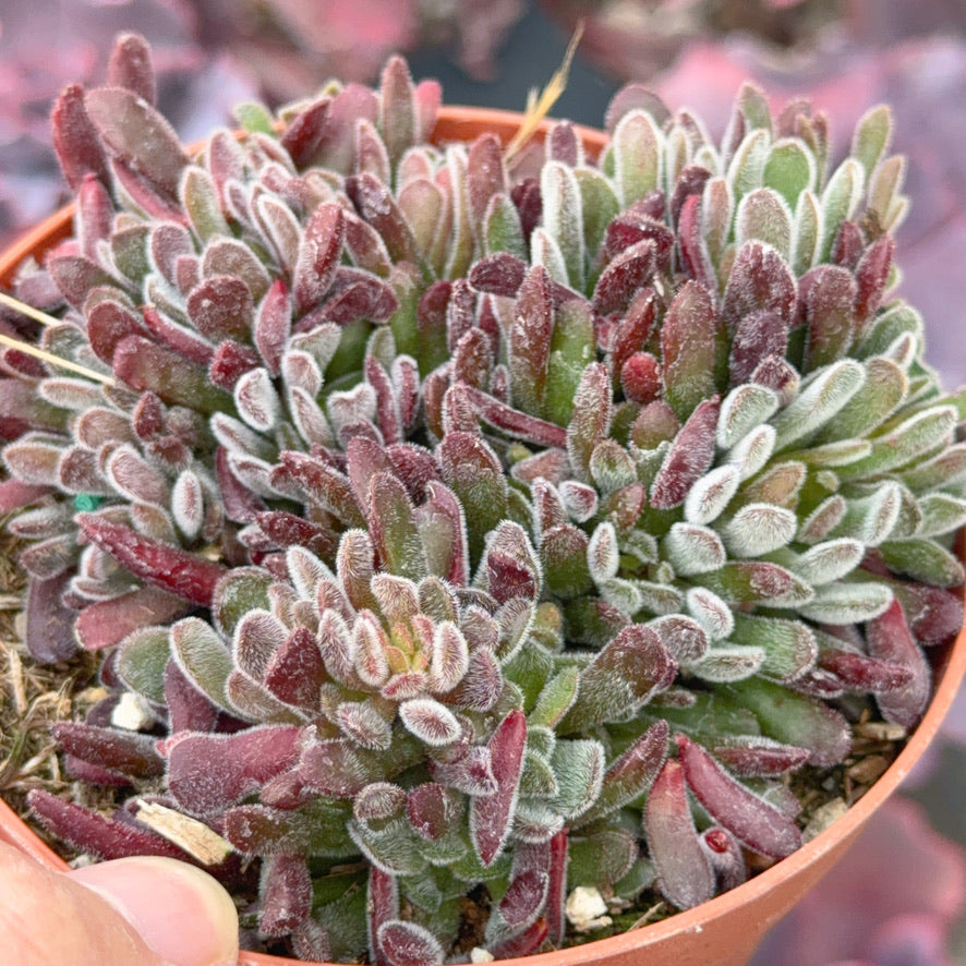 Crassula pubescens Succulent Plant