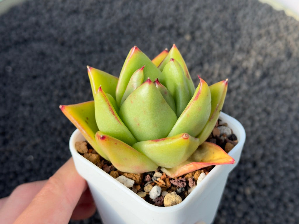 Echeveria agavoides hybrid Korean Succulent Plant