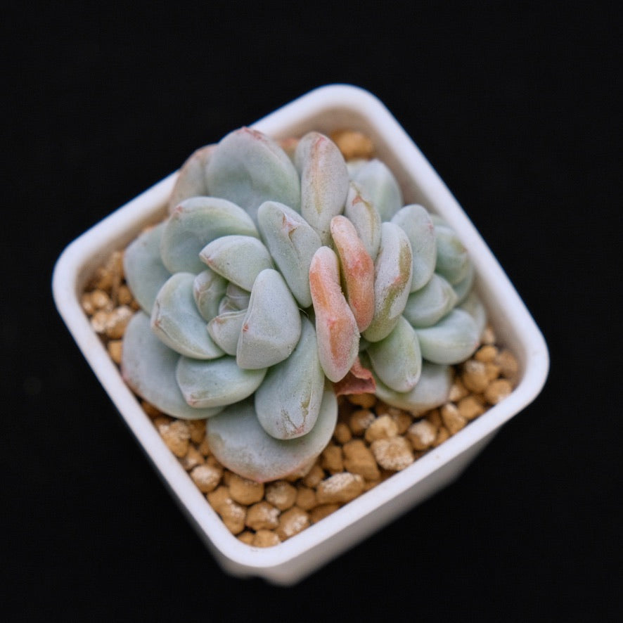 Echeveria Ice Green baby double Korean Succulent Plant