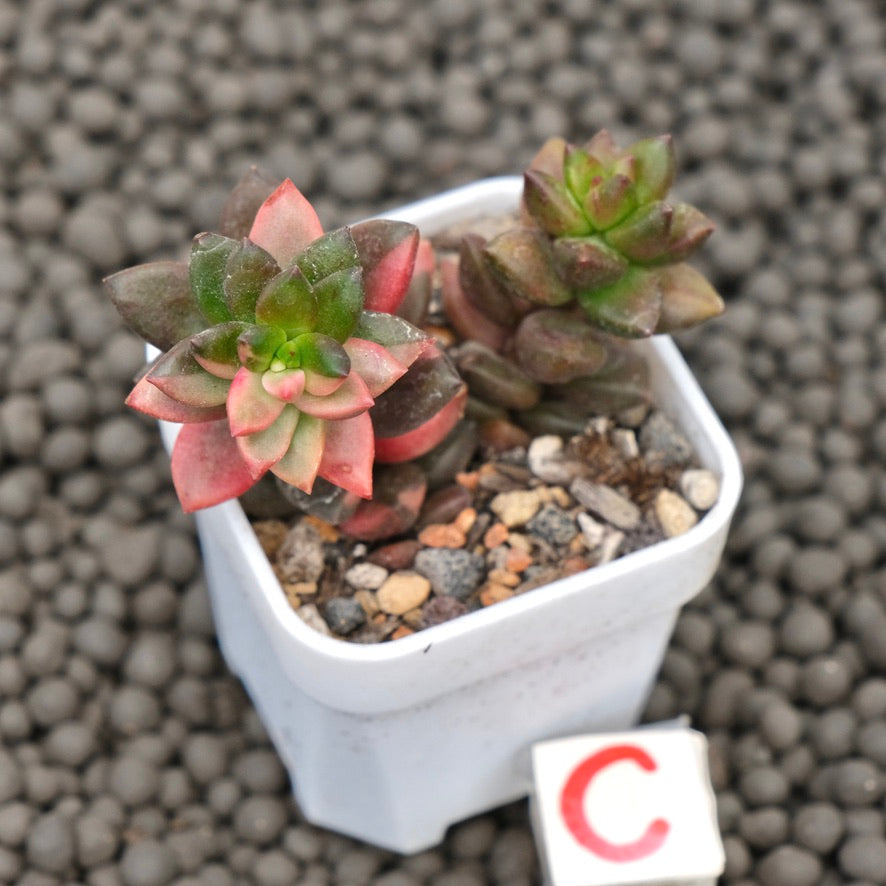 Variegated Sedeveria Jet Beads Imported Succulent Plant