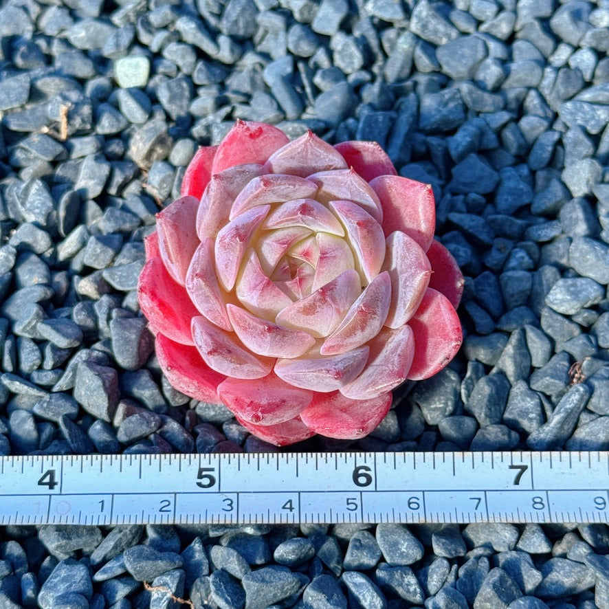 Echeveria Rosé Succulent Plant B