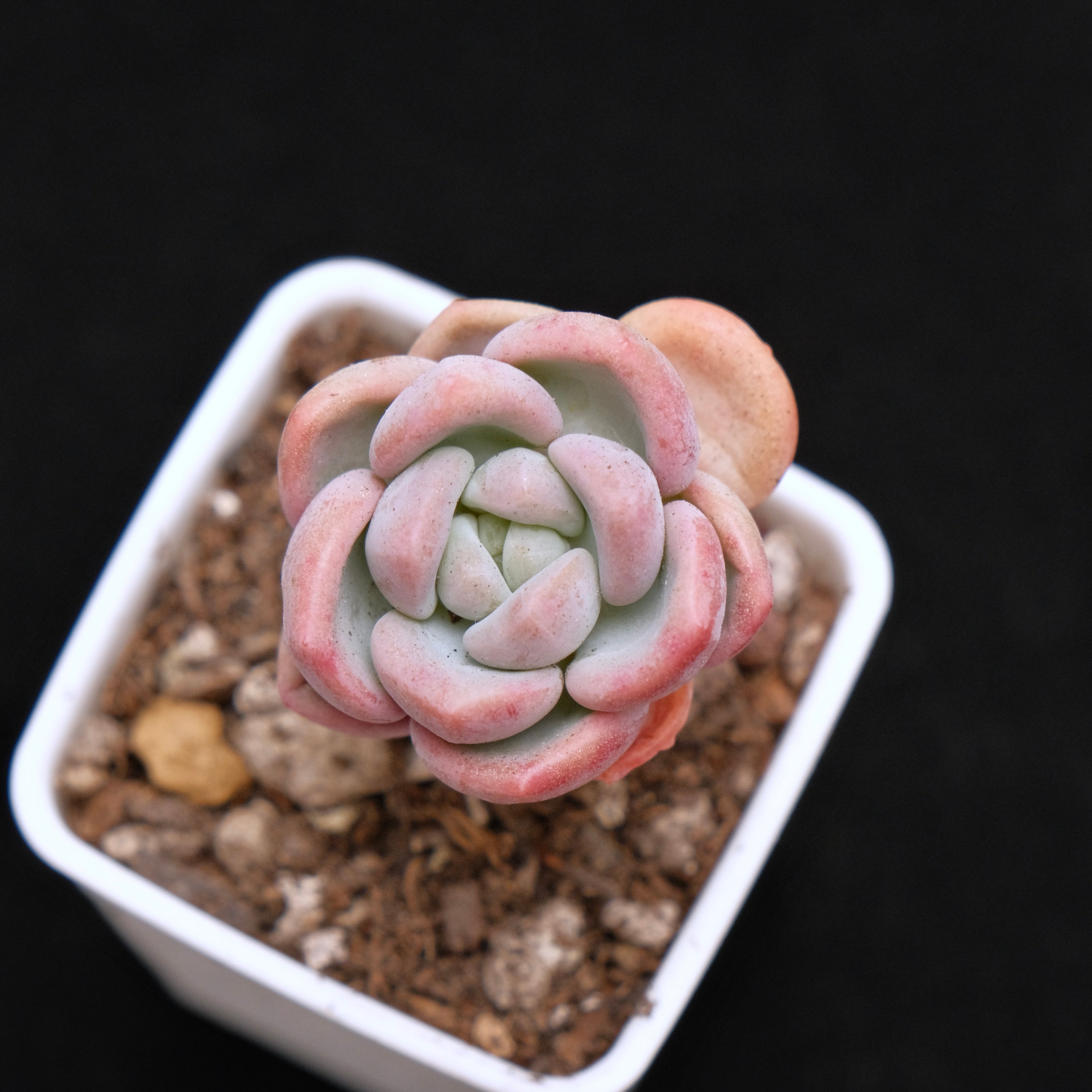 Echeveria Ice Cream baby Korean Succulent Plant