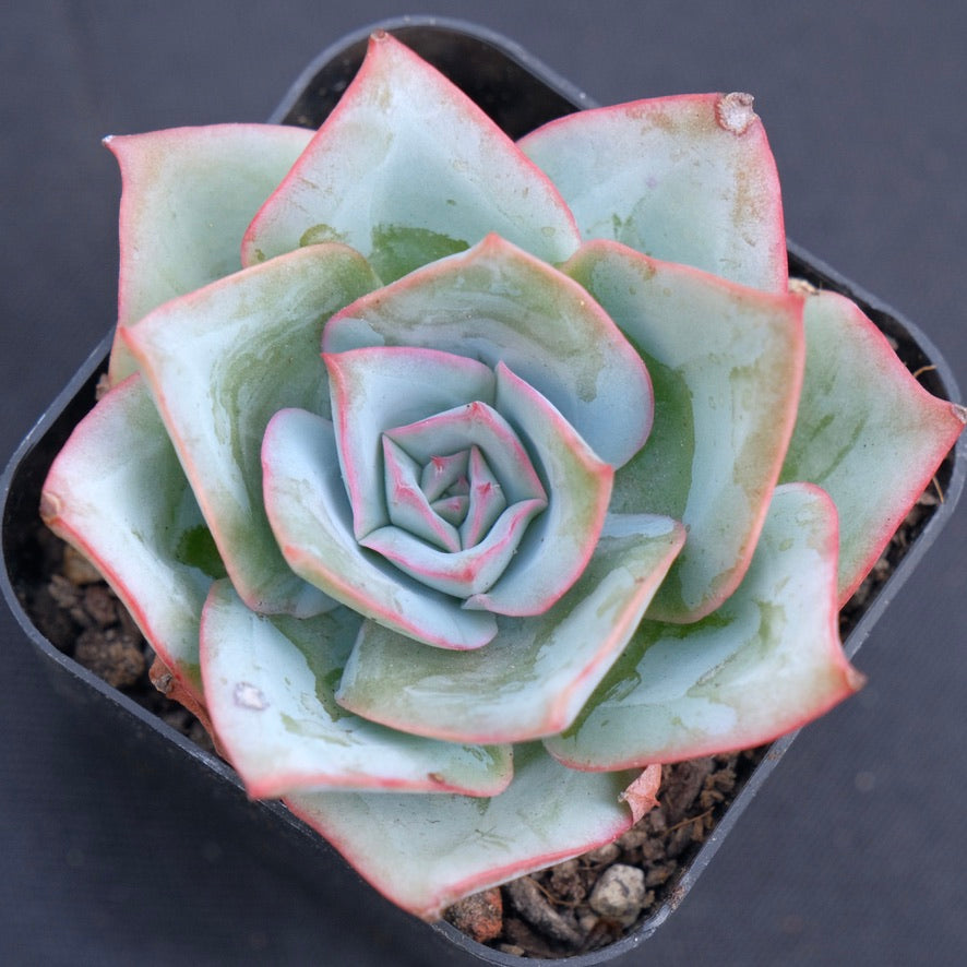Echeveria Selex Korean Succulent Plant