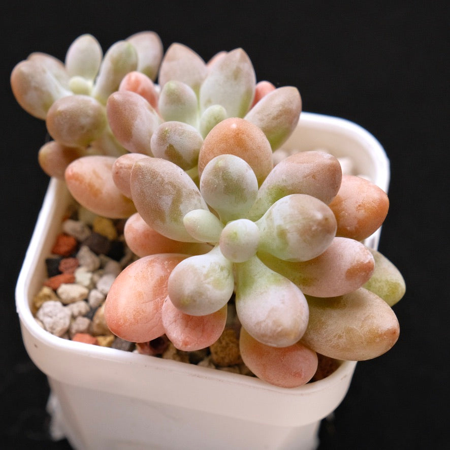 Chubby Hybrid Korean Succulent Plant