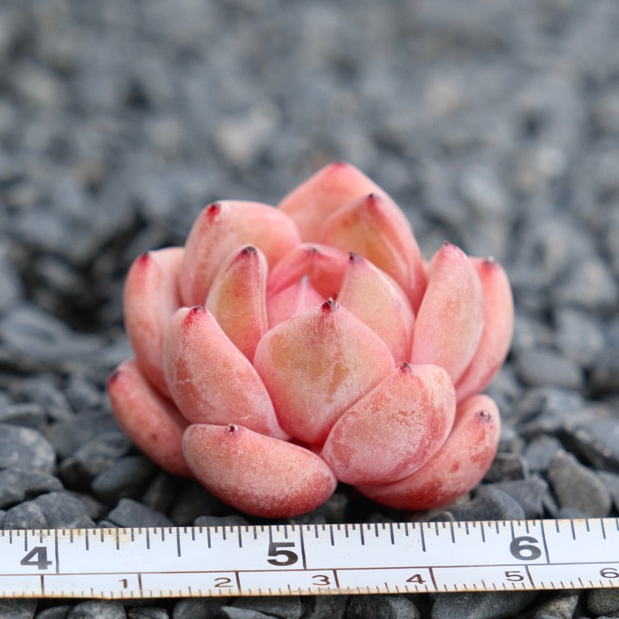 Echeveria Aries Imported Succulent Plant