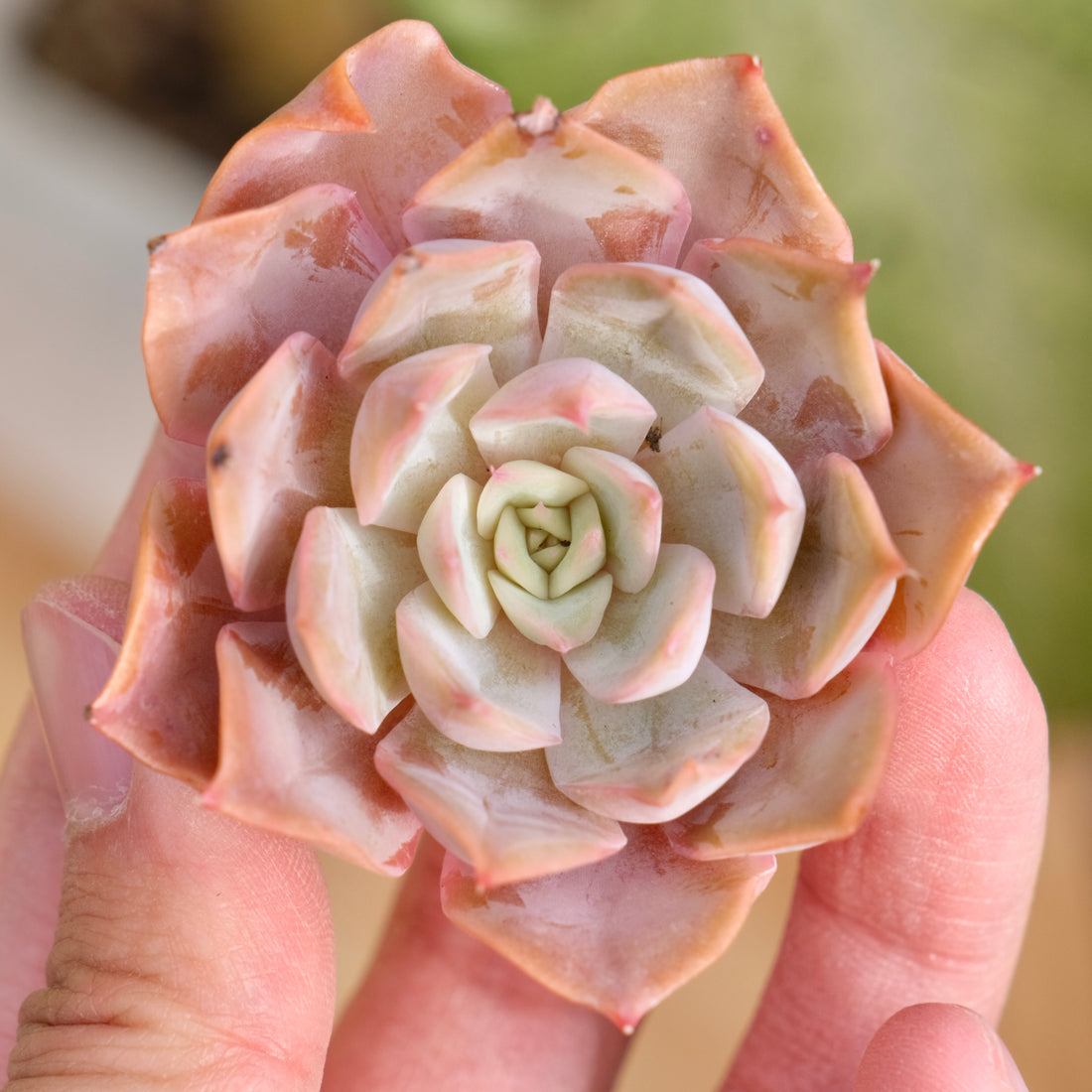 Echeveria Kisses Korean Succulent Plant