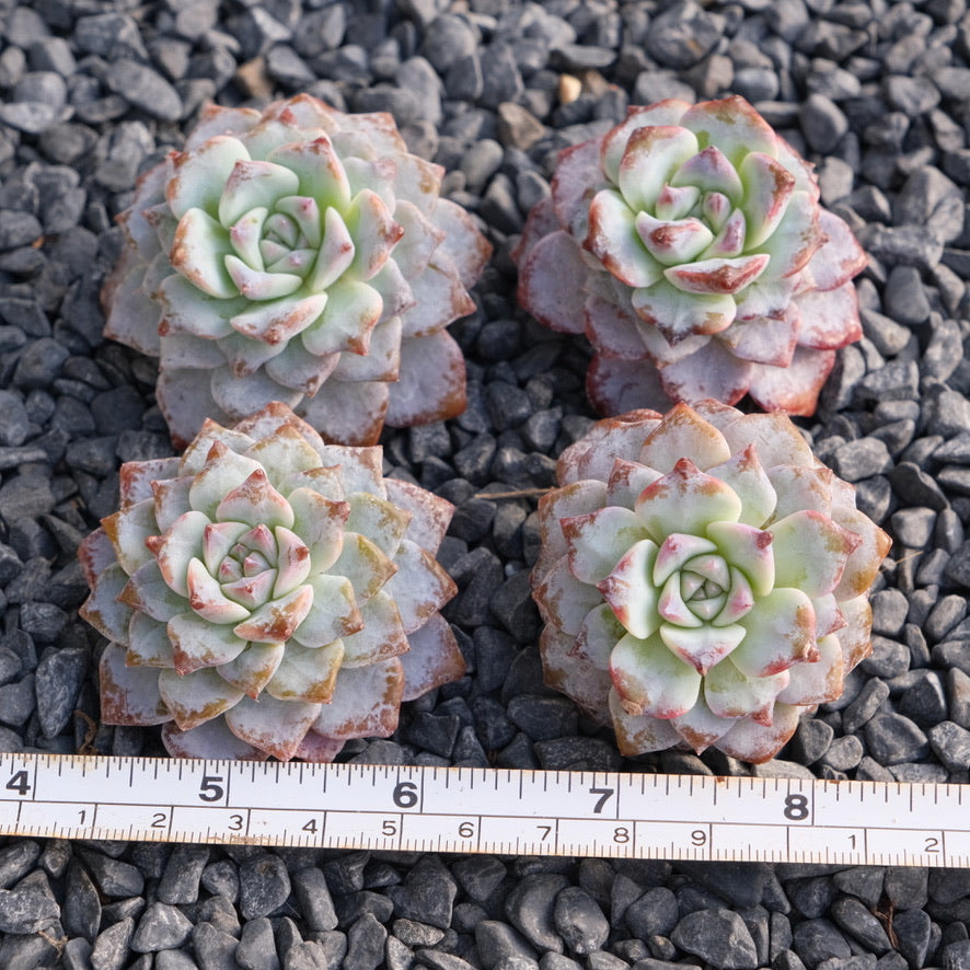 Echeveria Gloria Korean Succulent Plant Changhee laui hybrid
