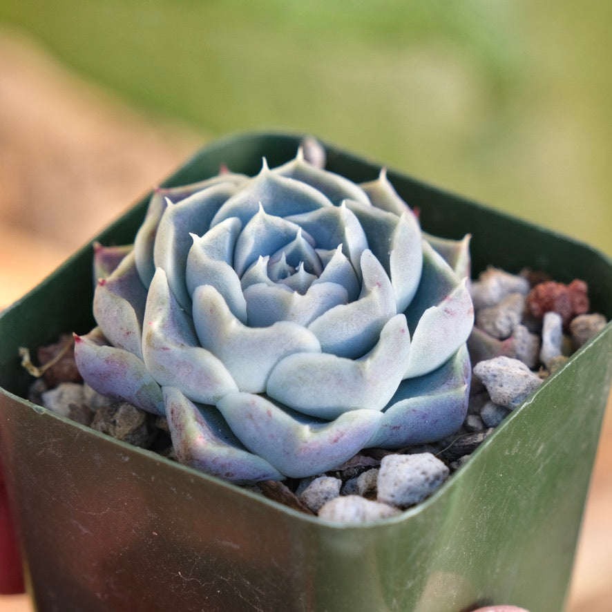 Echeveria Helena Korean Succulent Plant