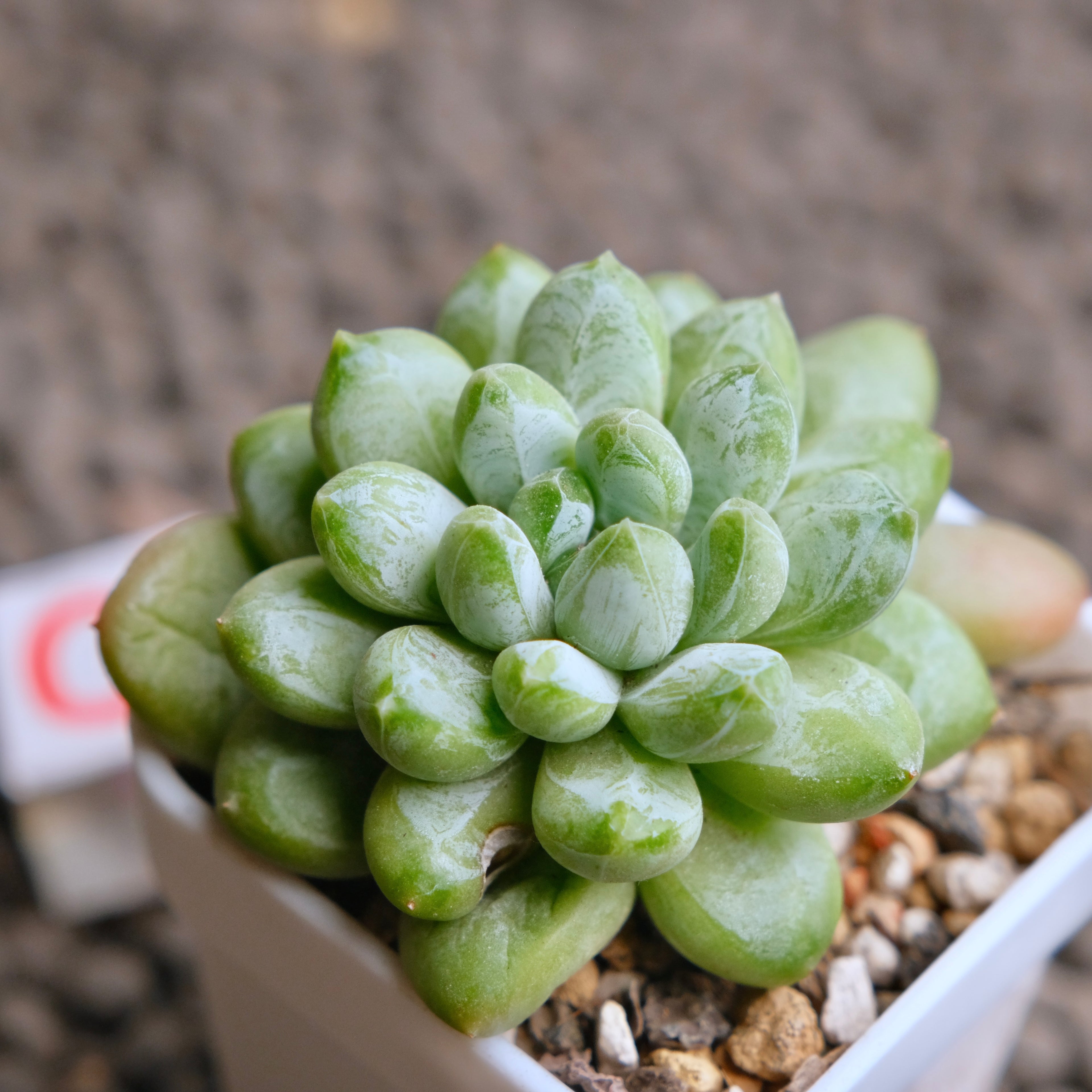 Pachyveria Cocoa Beans Imported Succulent Plant - C