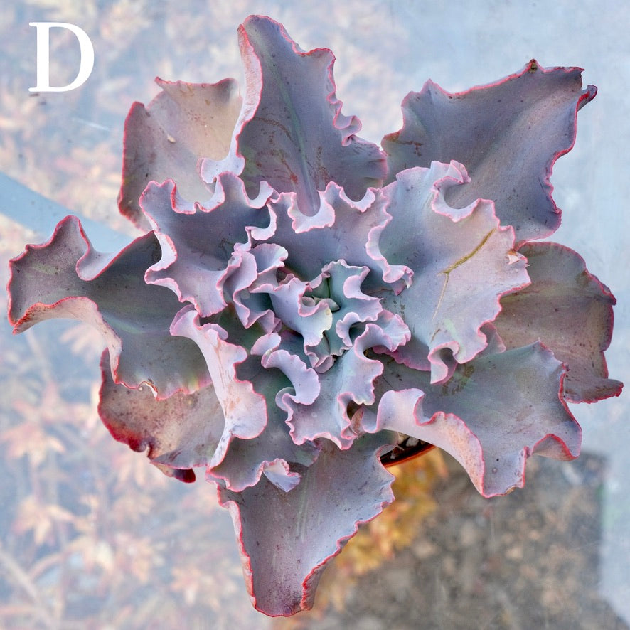Variegated Echeveria Fury - Rare hybrid - D