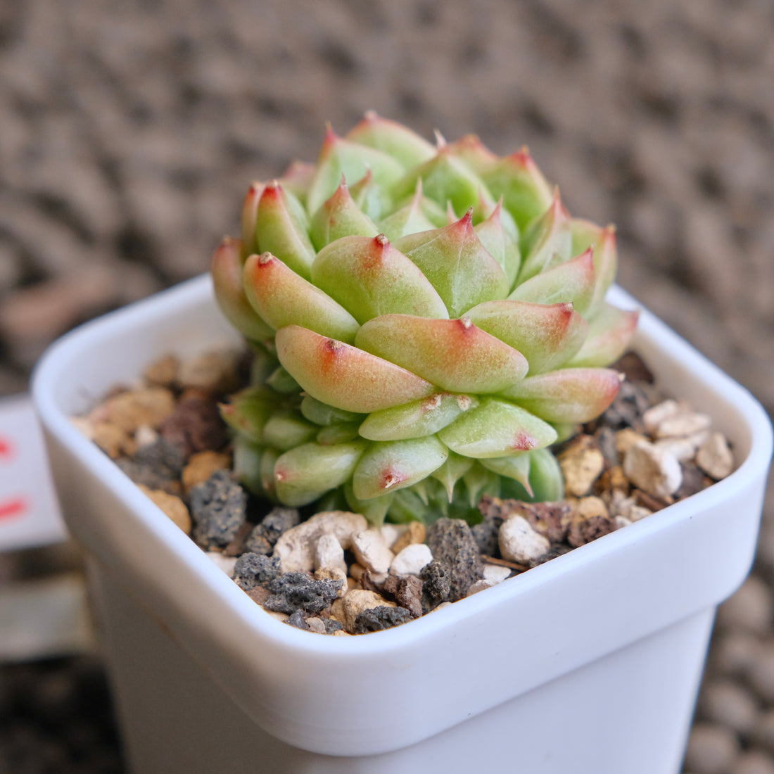 Echeveria Cola Jelly Imported Succulent Plant - C
