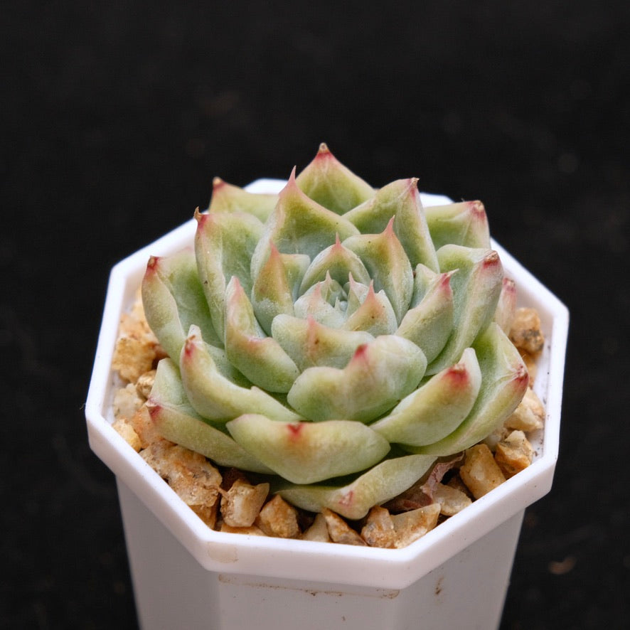 Echeveria Crystal Cream Korean Succulent Plant