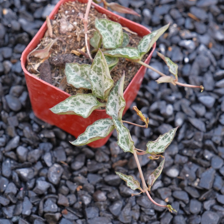 Ceropegia String of Spades Rare Locally Grown Succulent Plant