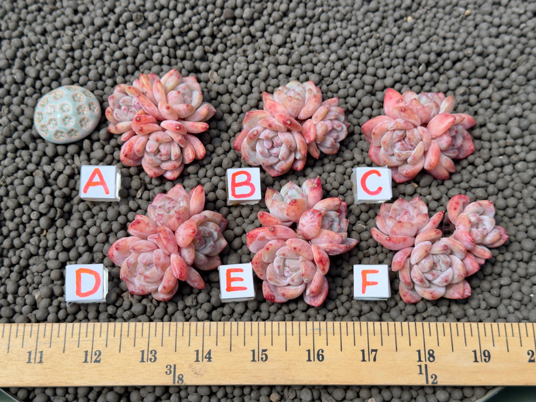 Triple Echeveria Monroe Imported Succulent Plant