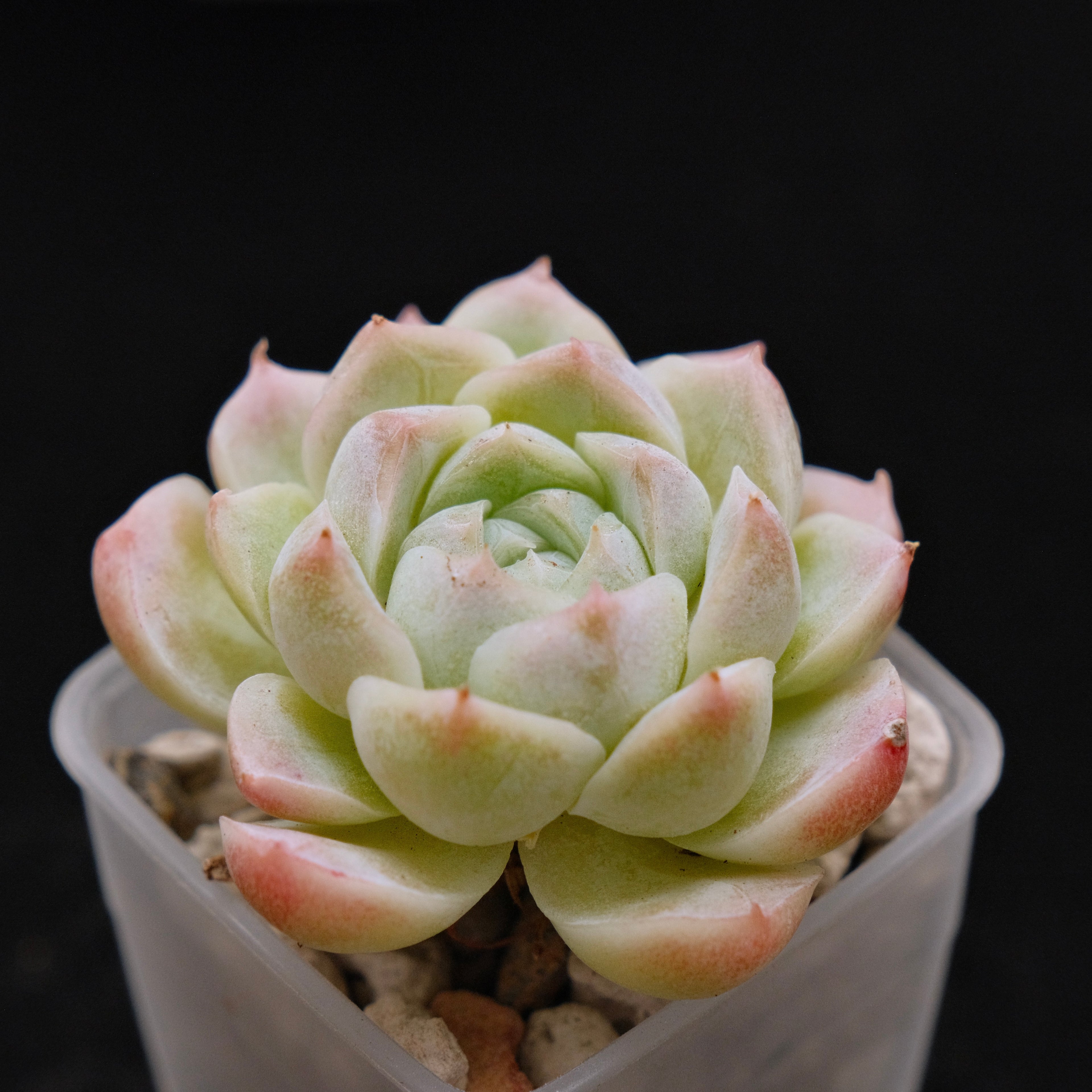 Echeveria hybrid Imported Succulent Plant