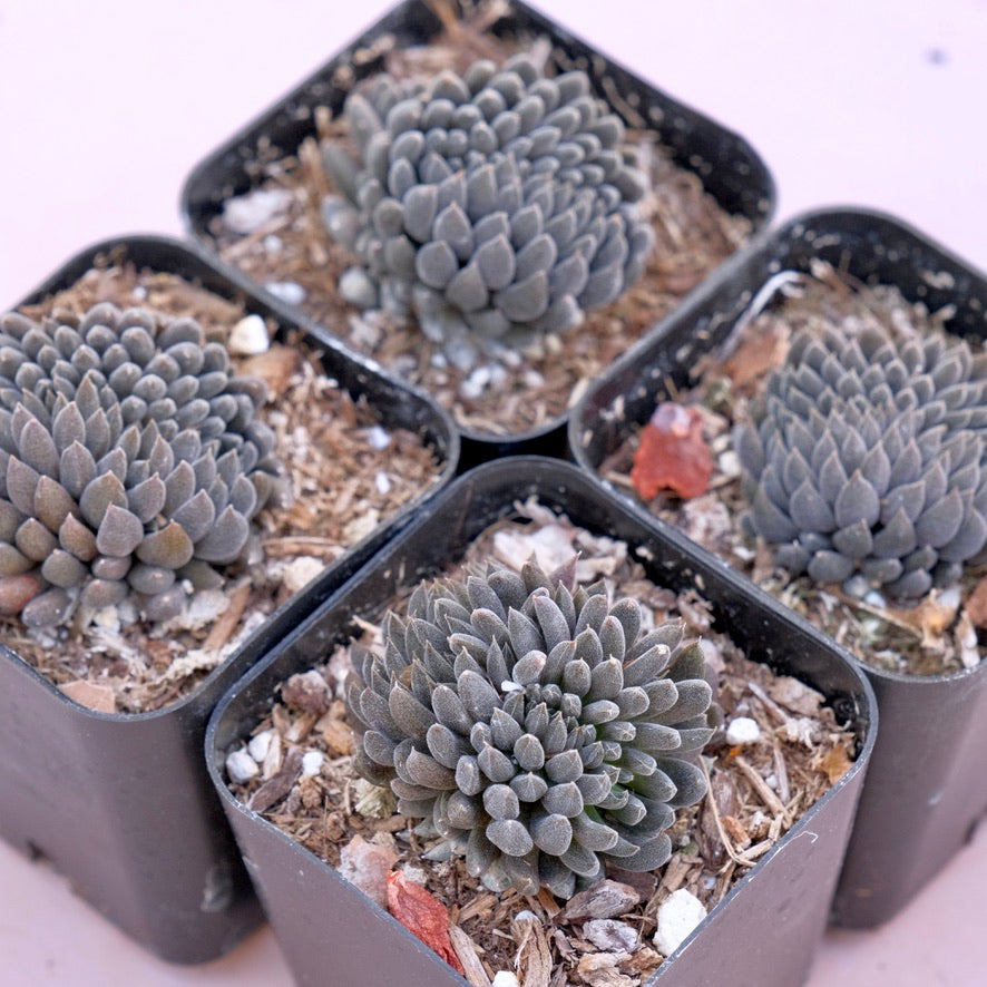 Crested Sinocrassula yunnanensis Rare Succulent Plant