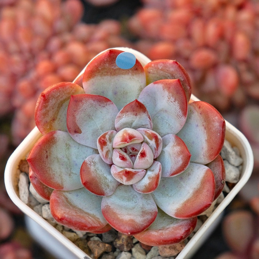 Echeveria Angel Eye Korean Succulent Plant