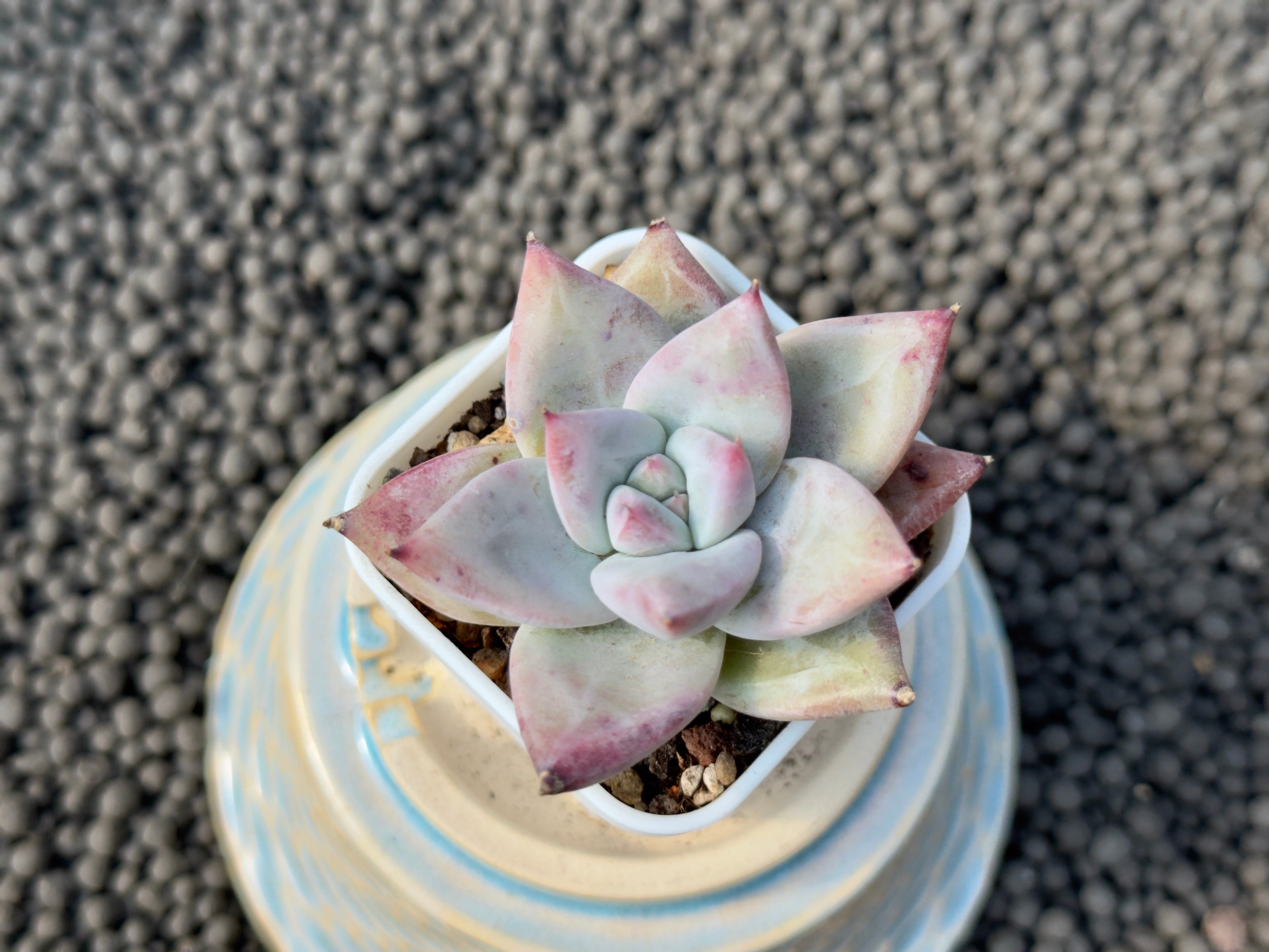 Echeveria Ice Muscle Korean Succulent Plant