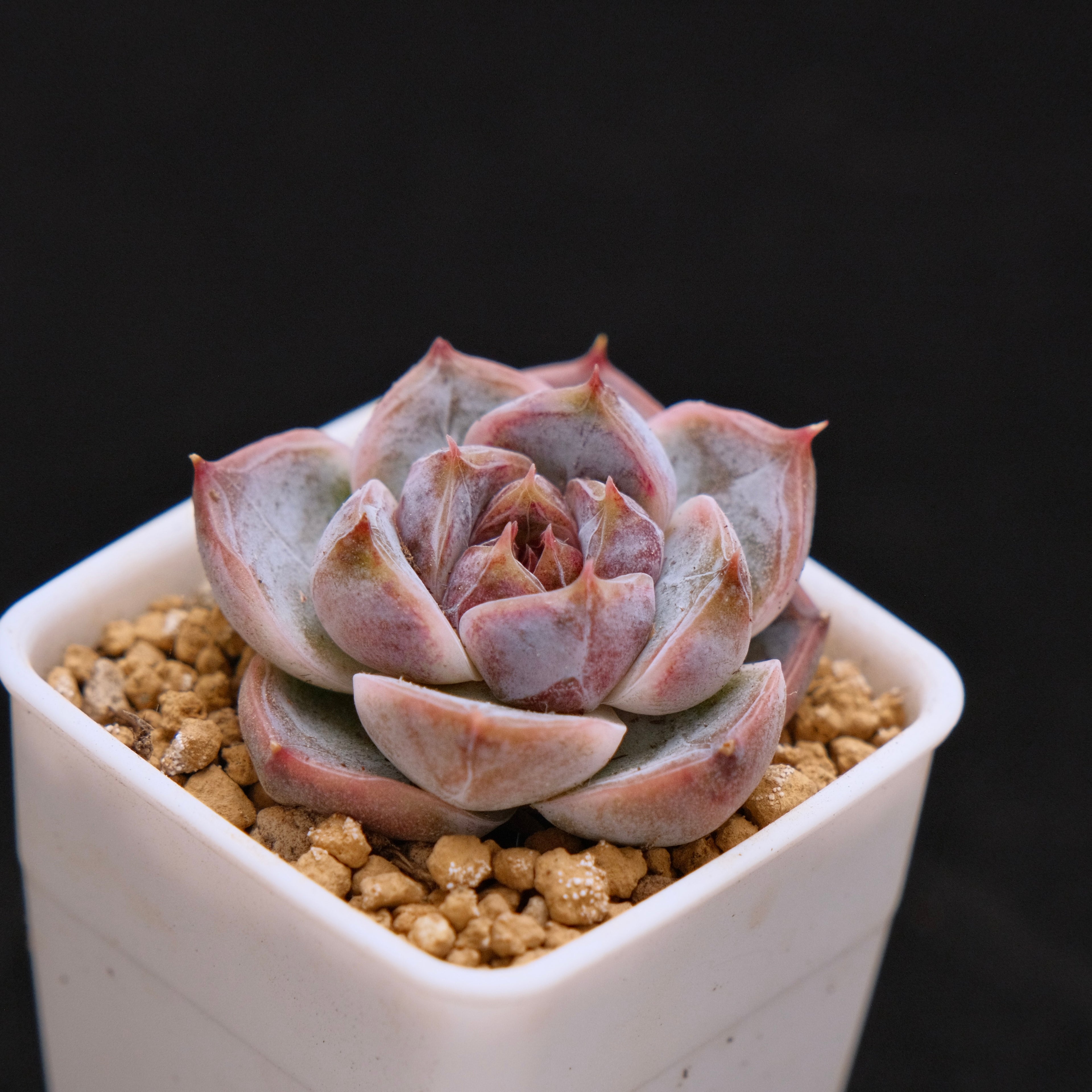 Echeveria Angels Kiss baby Korean Succulent Plant