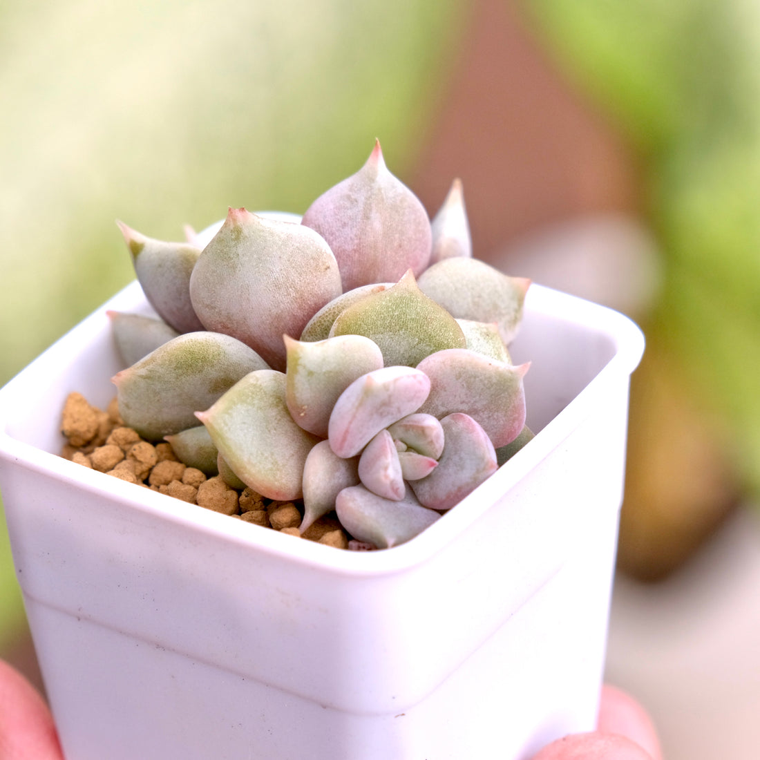 Echeveria Pastel Leon Korean Succulent Plant