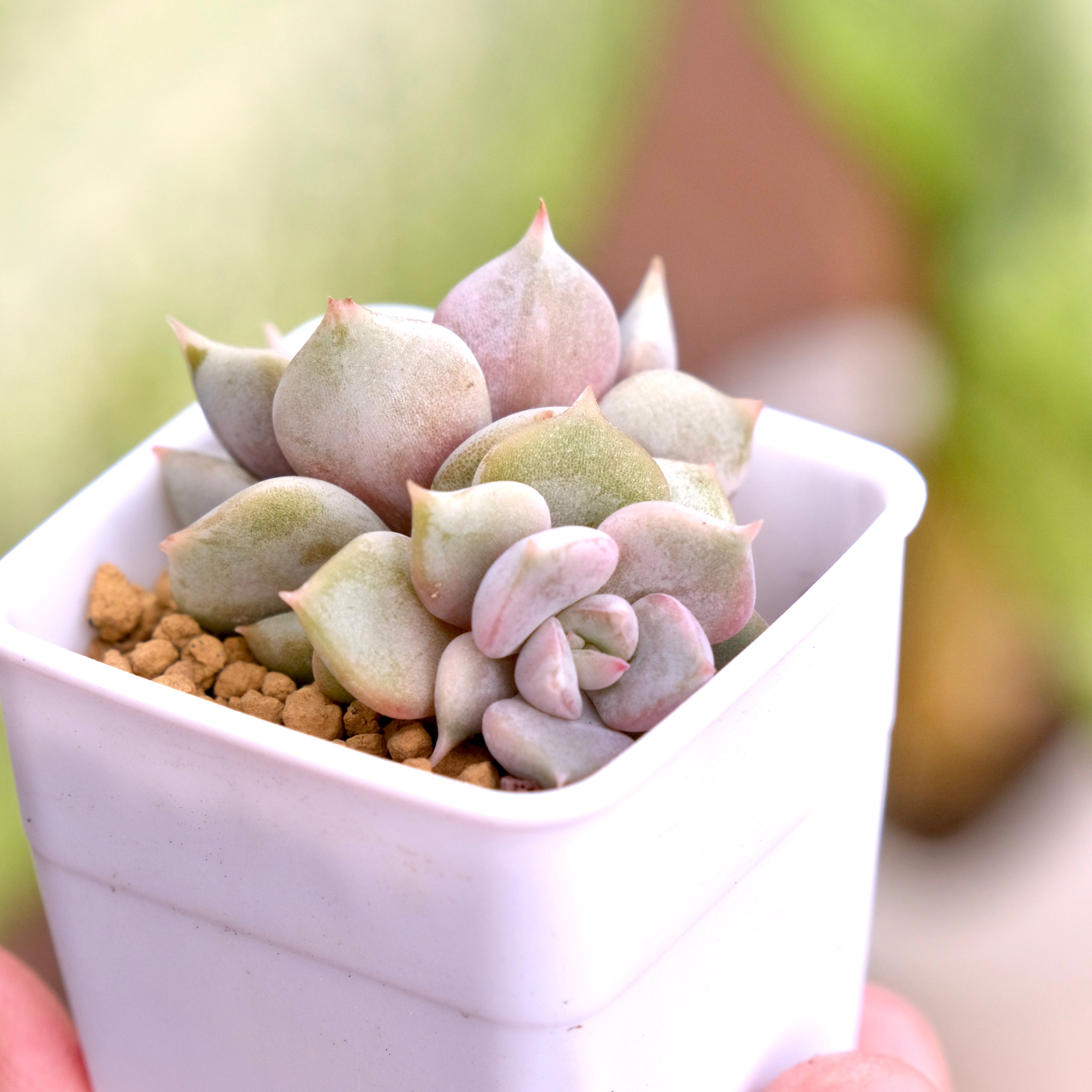 Echeveria Pastel Leon Korean Succulent Plant