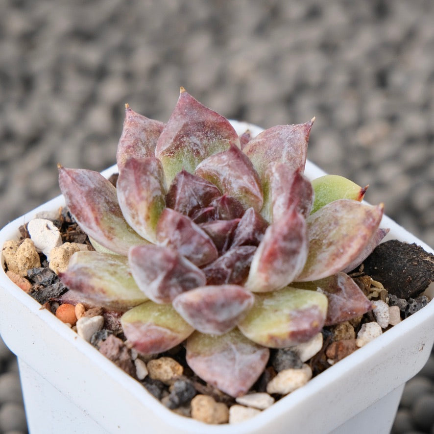 Echeveria Zaragoza Jelly Korean Succulent Plant