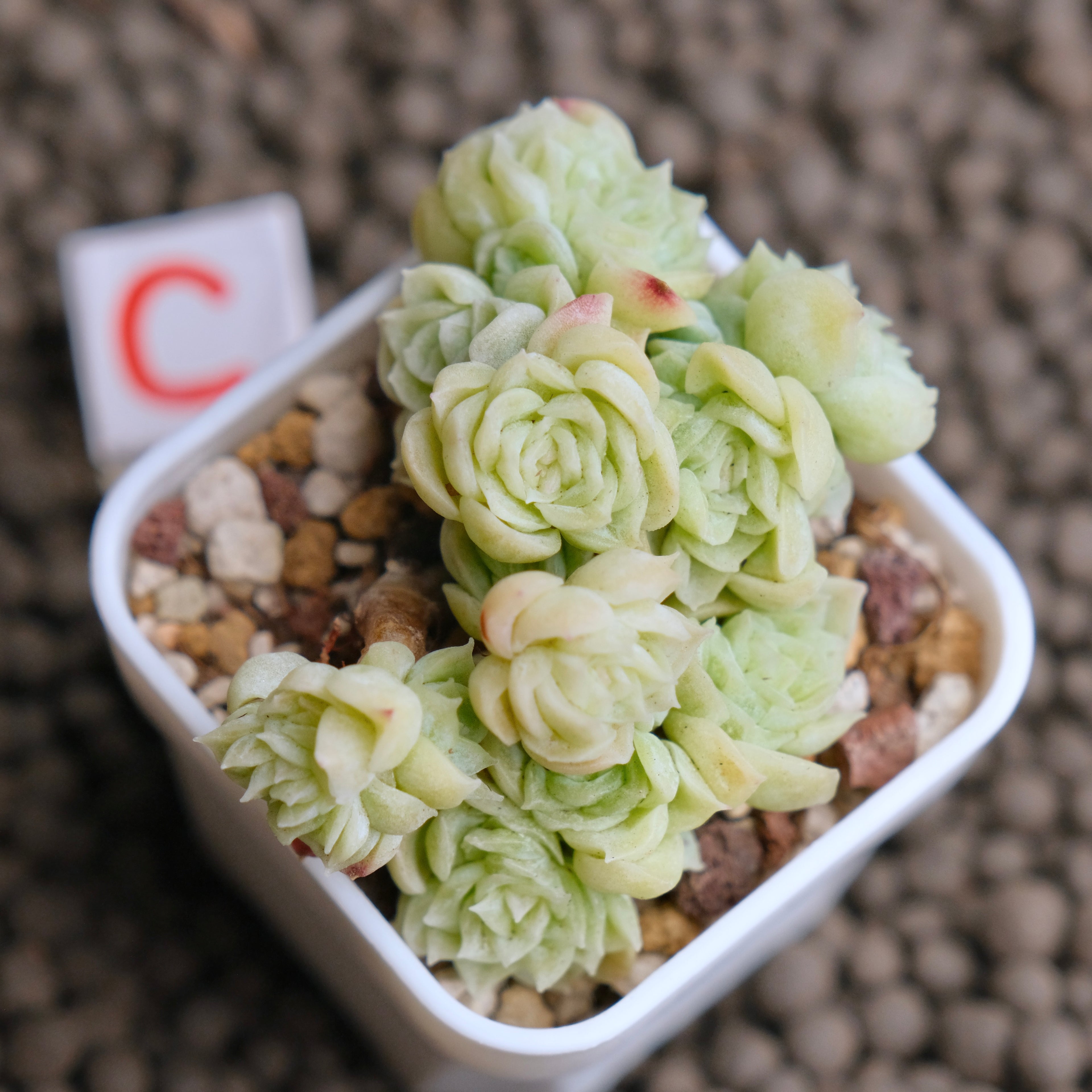 Echeveria Etrial (Korean Malgan cluster) Korean Succulent Plant - C