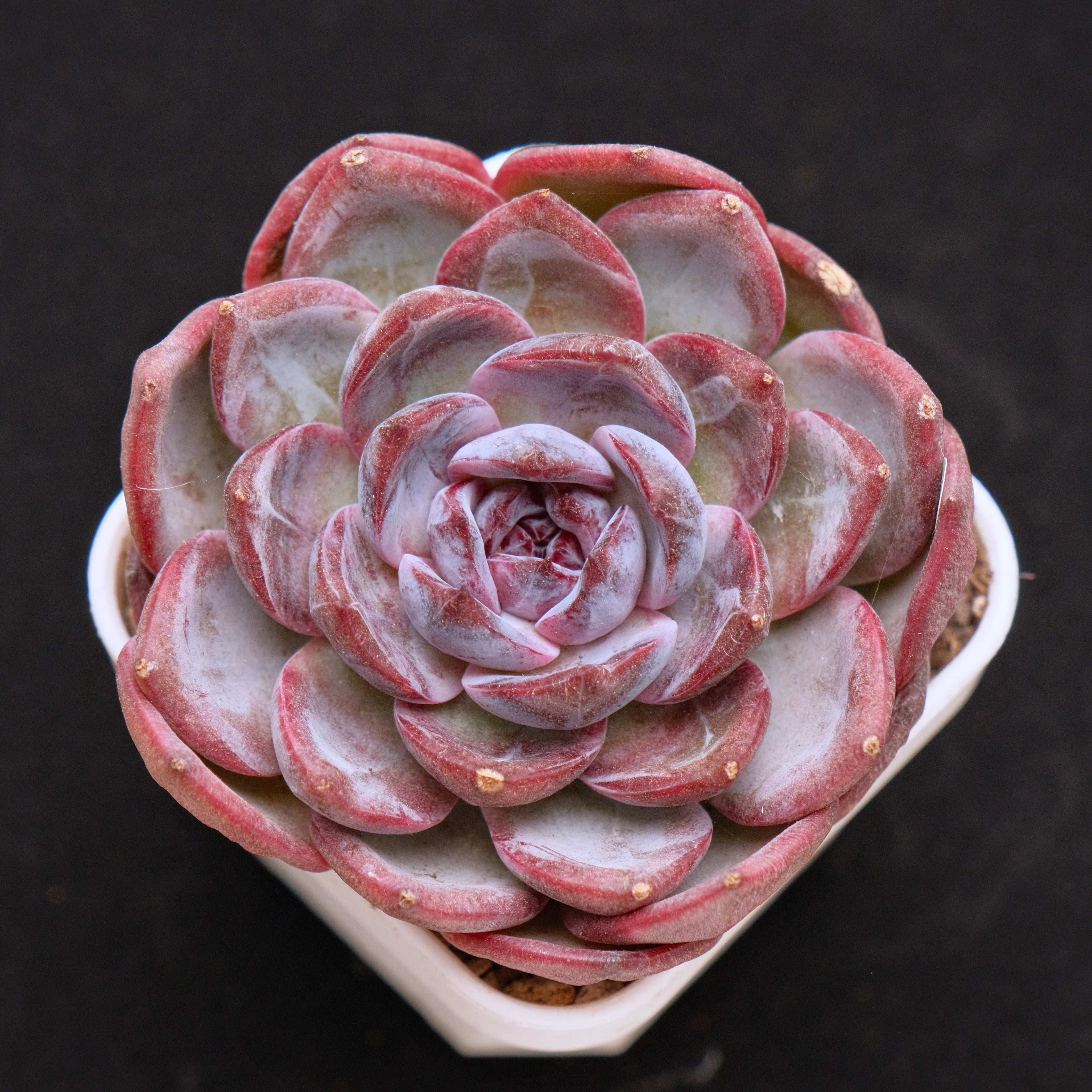 Echeveria Cherry Frappe Korean Succulent Plant