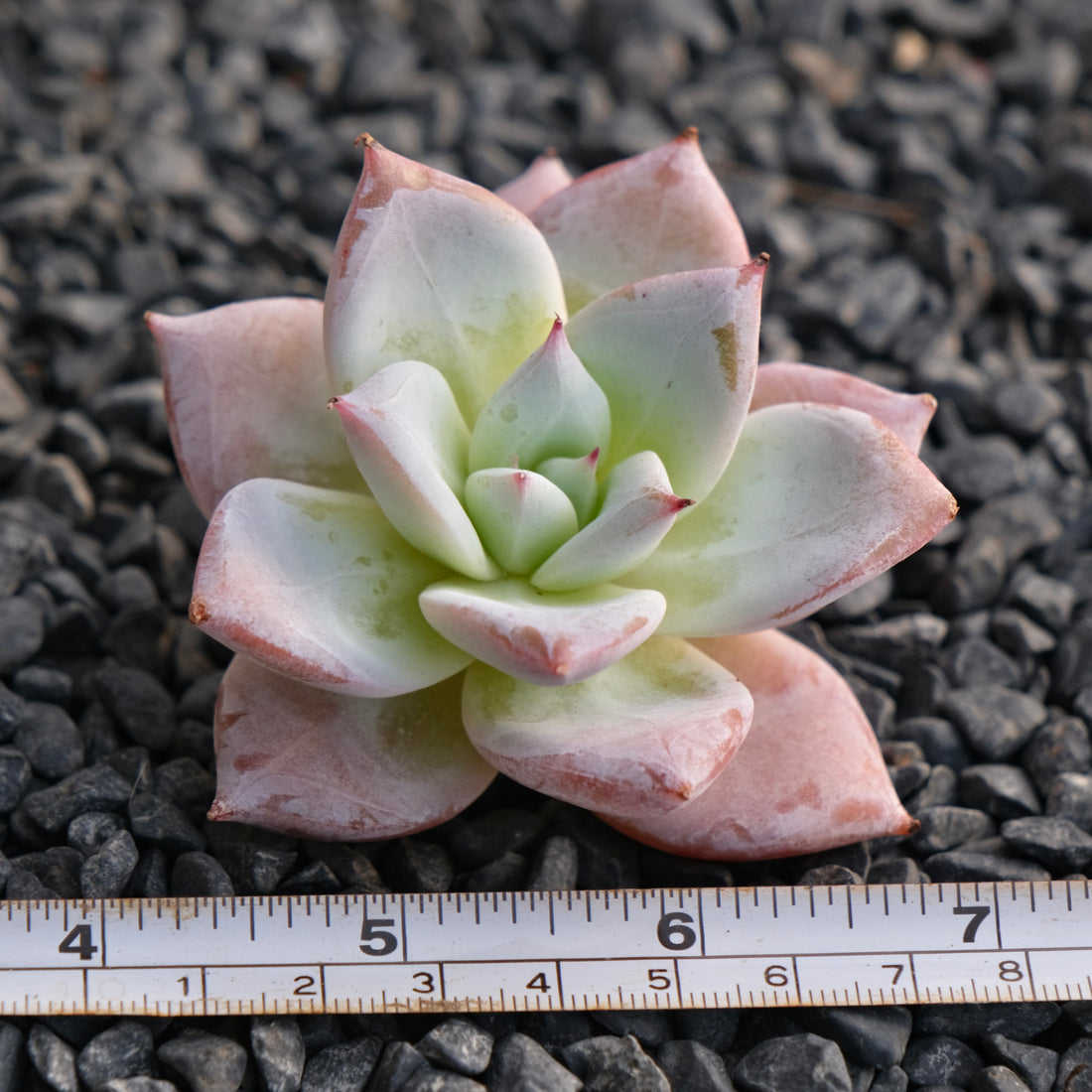 Echeveria Ice Muscle Korean Succulent Plant
