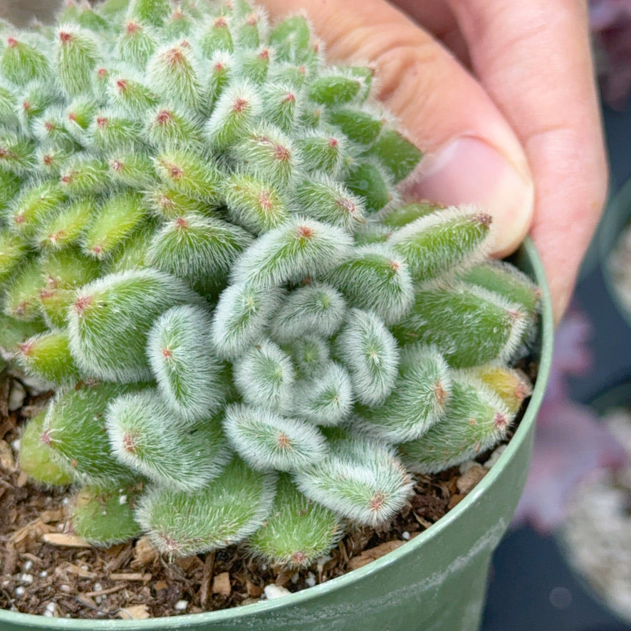 Crested Echeveria Doris Taylor Succulent Plant
