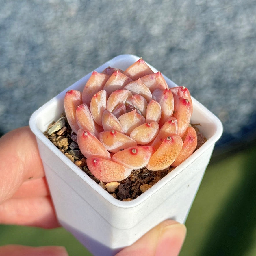 Echeveria Hyalina hybrid Succulent Plant