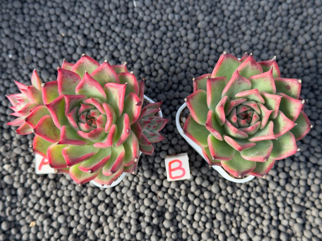 Echeveria Red Lance Korean Succulent Plant Hwaga Hybrid