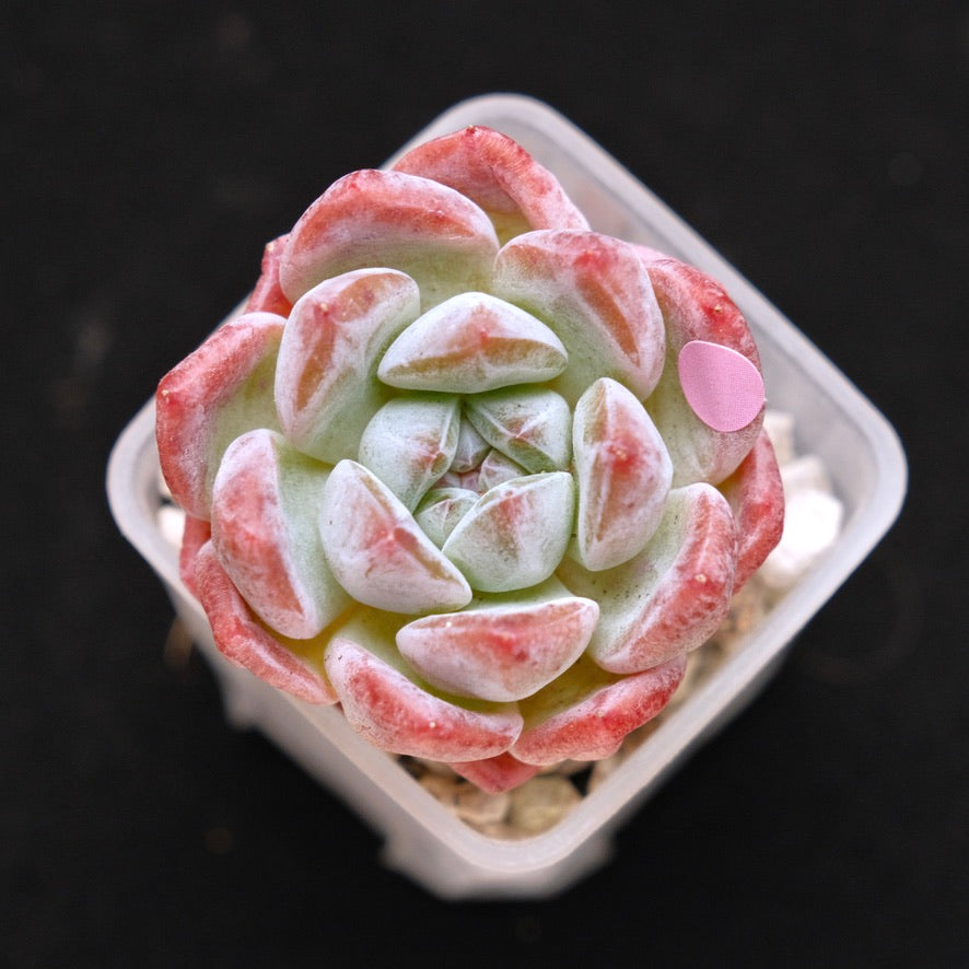 Echeveria Phantom of Pink Korean Succulent Plant