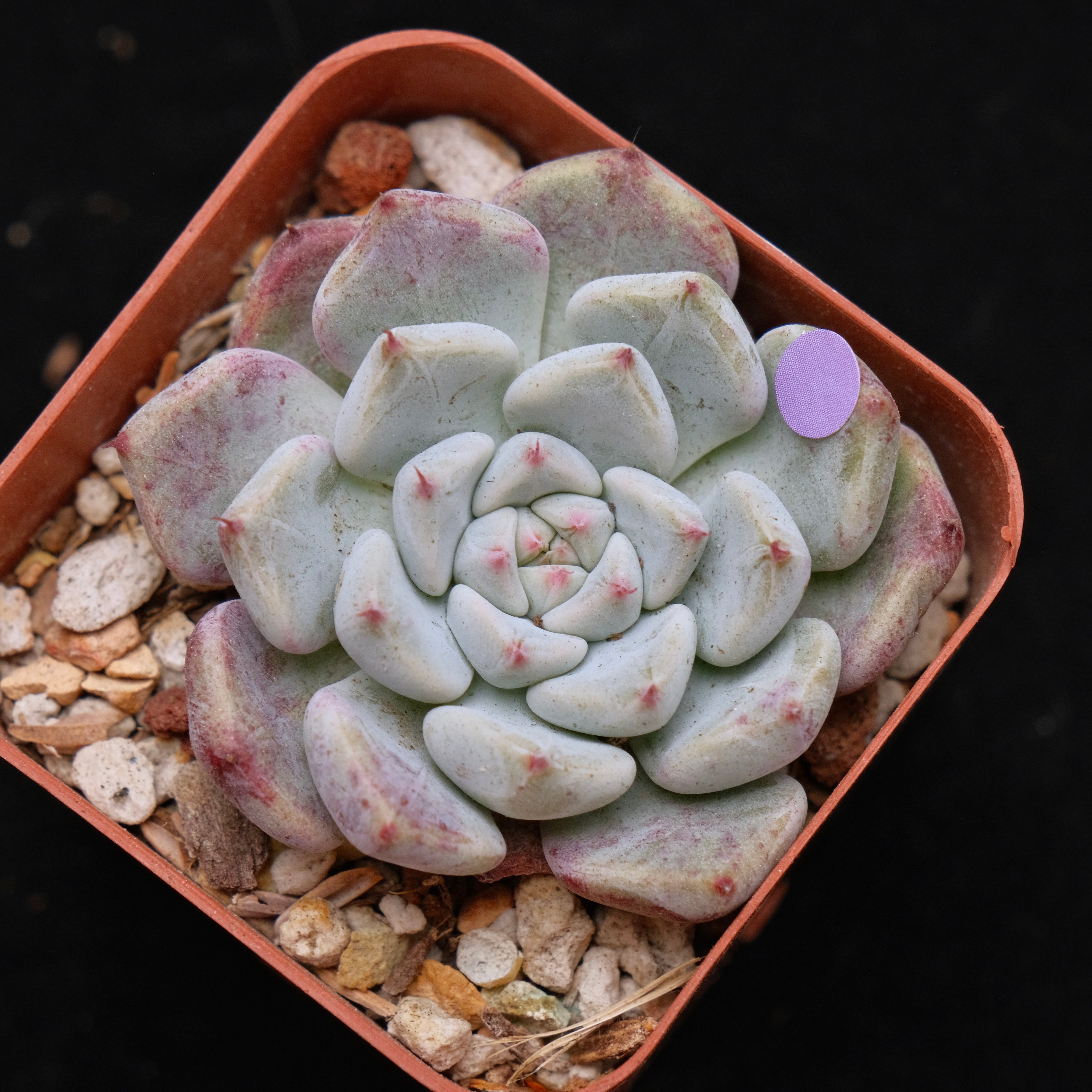 Echeveria Sato Korean Succulent Plant *Rare* Changhee hybrid