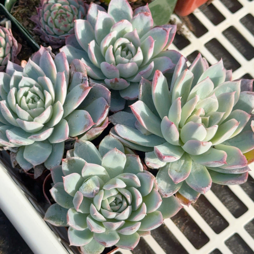 Echeveria Violet Queen Succulent Plant