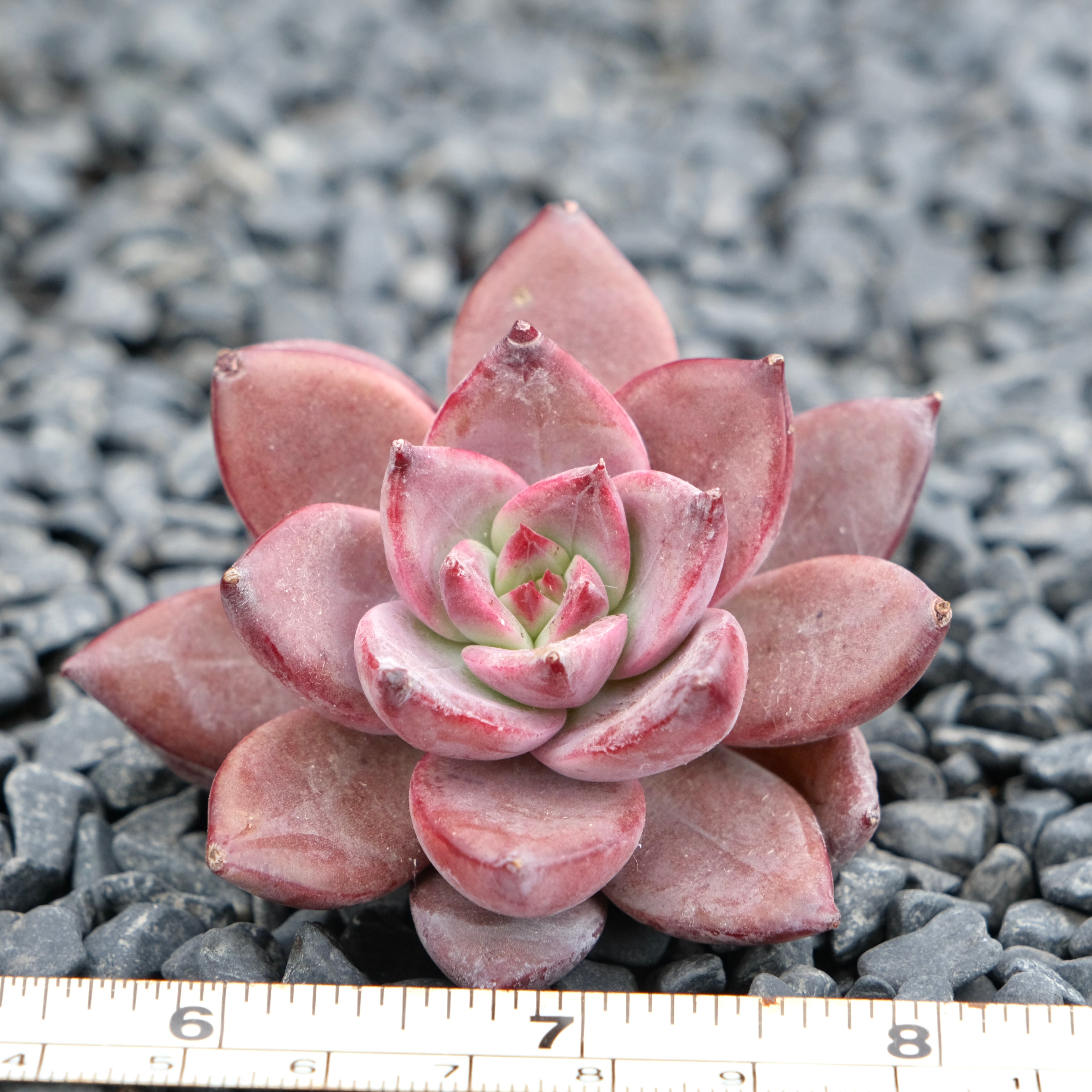 Echeveria Red Sun Imported Succulent Plant