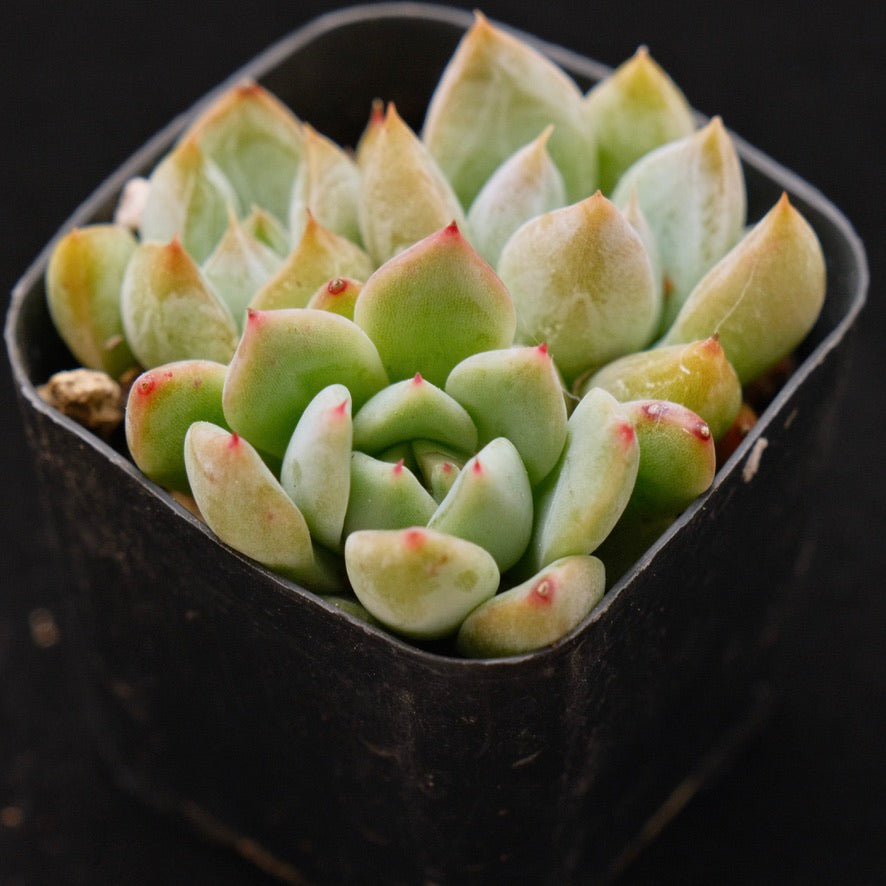 Echeveria tolimanensis hybrid Korean Succulent Plant