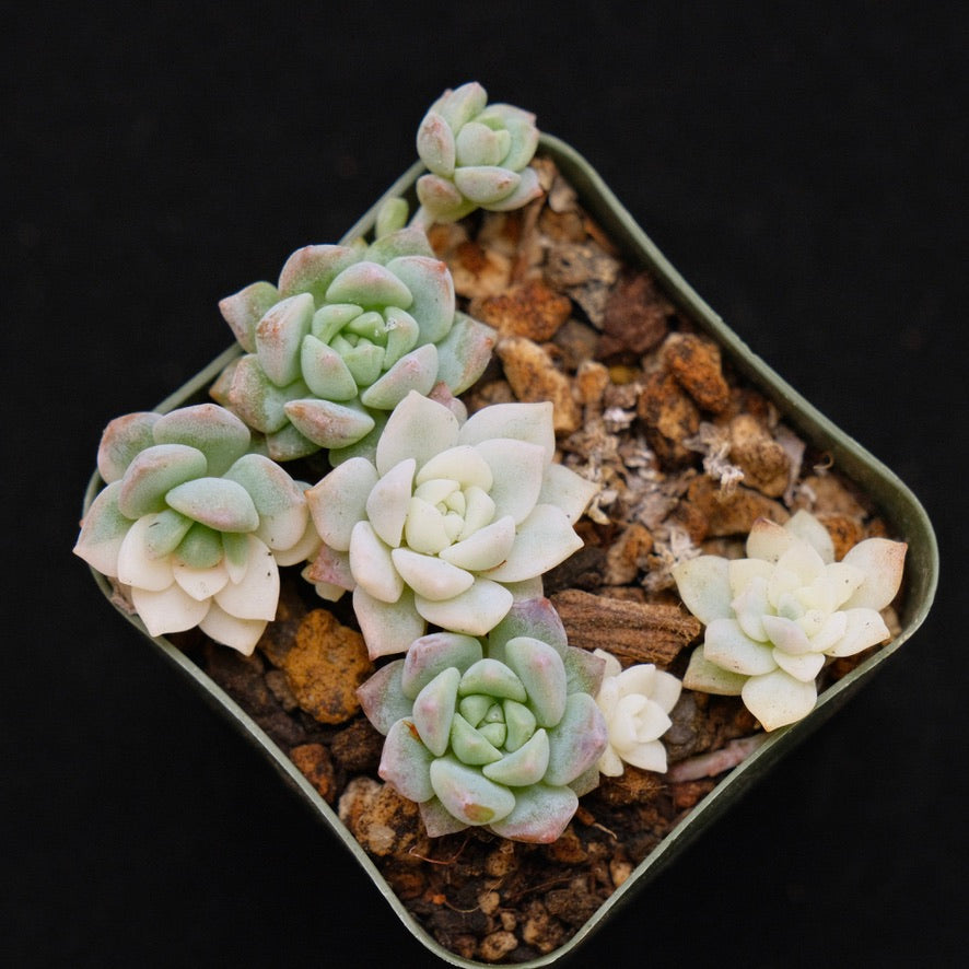 Variegated Echeveria prolifica babies Korean Succulent Plant - May separate