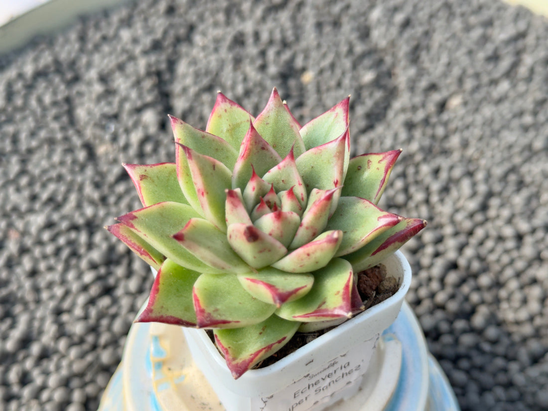 Echeveria Super Sanchez Korean Succulent Plant