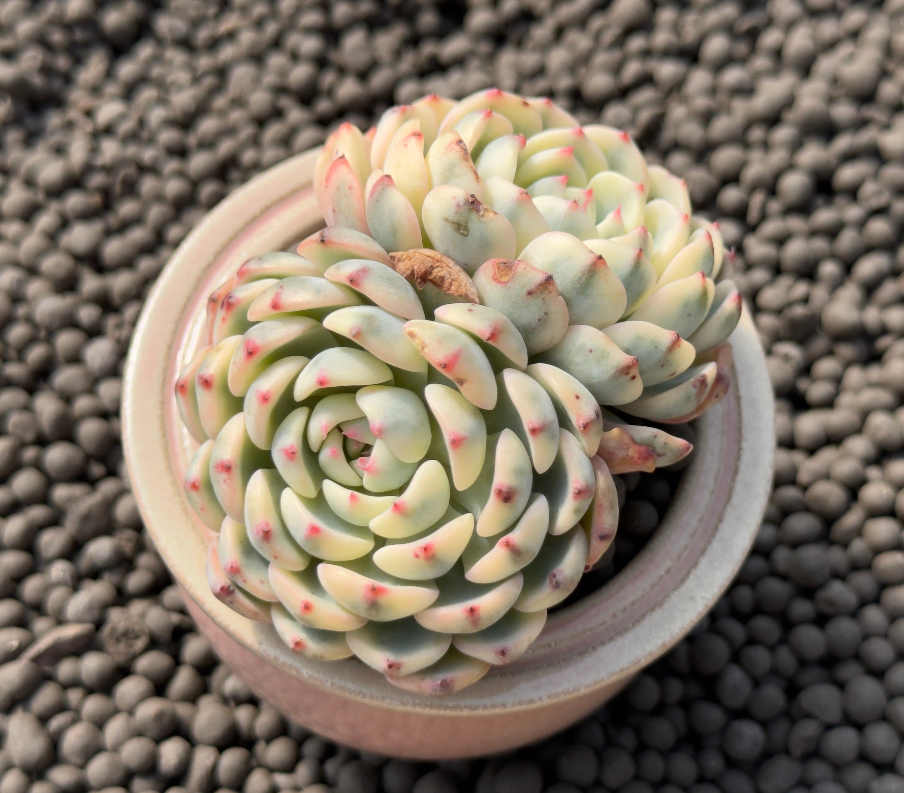 Variegated Echeveria Minima Imported Succulent Plant