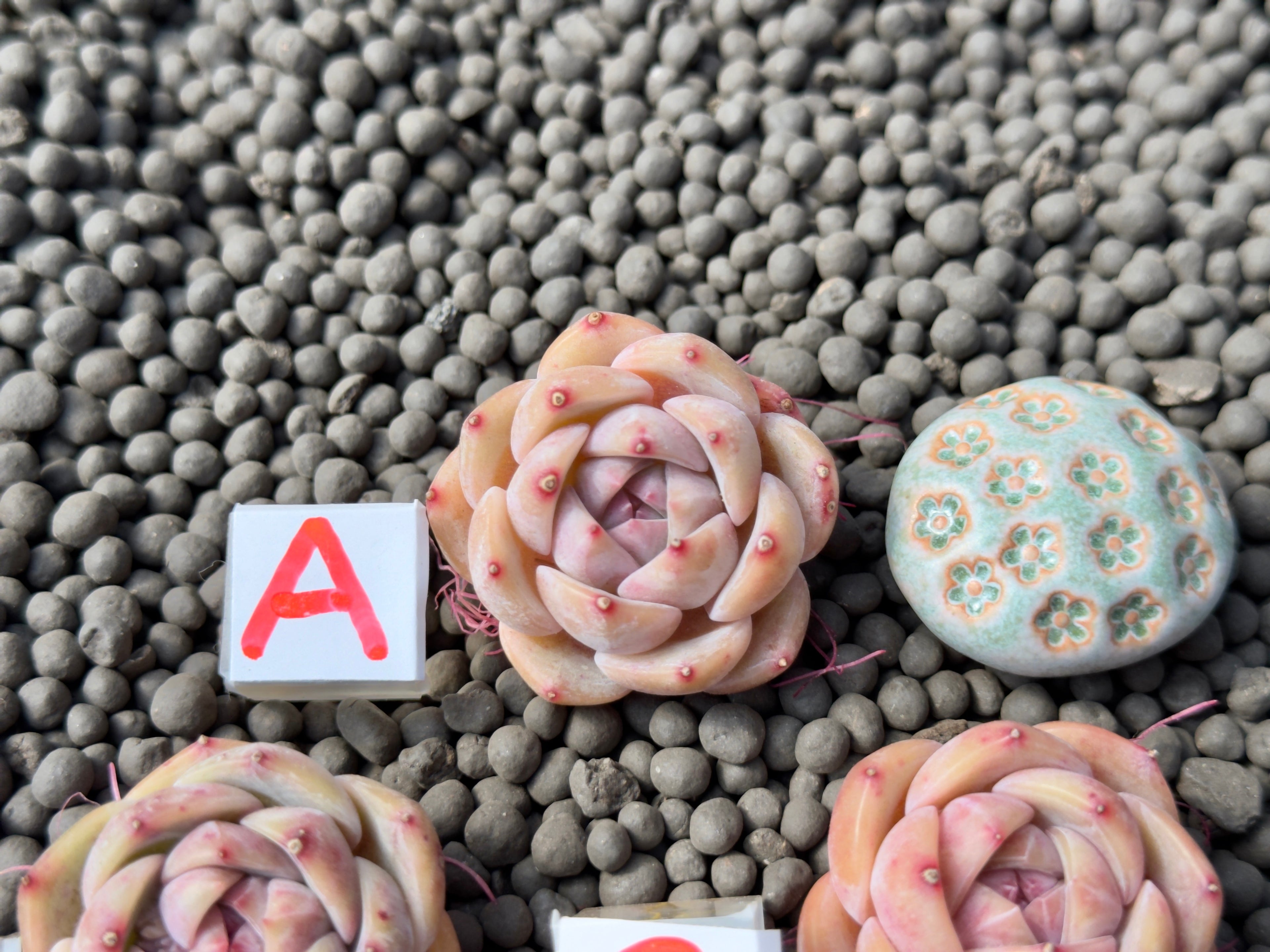 Echeveria Queens Rose x Monroe Imported Succulent Plant