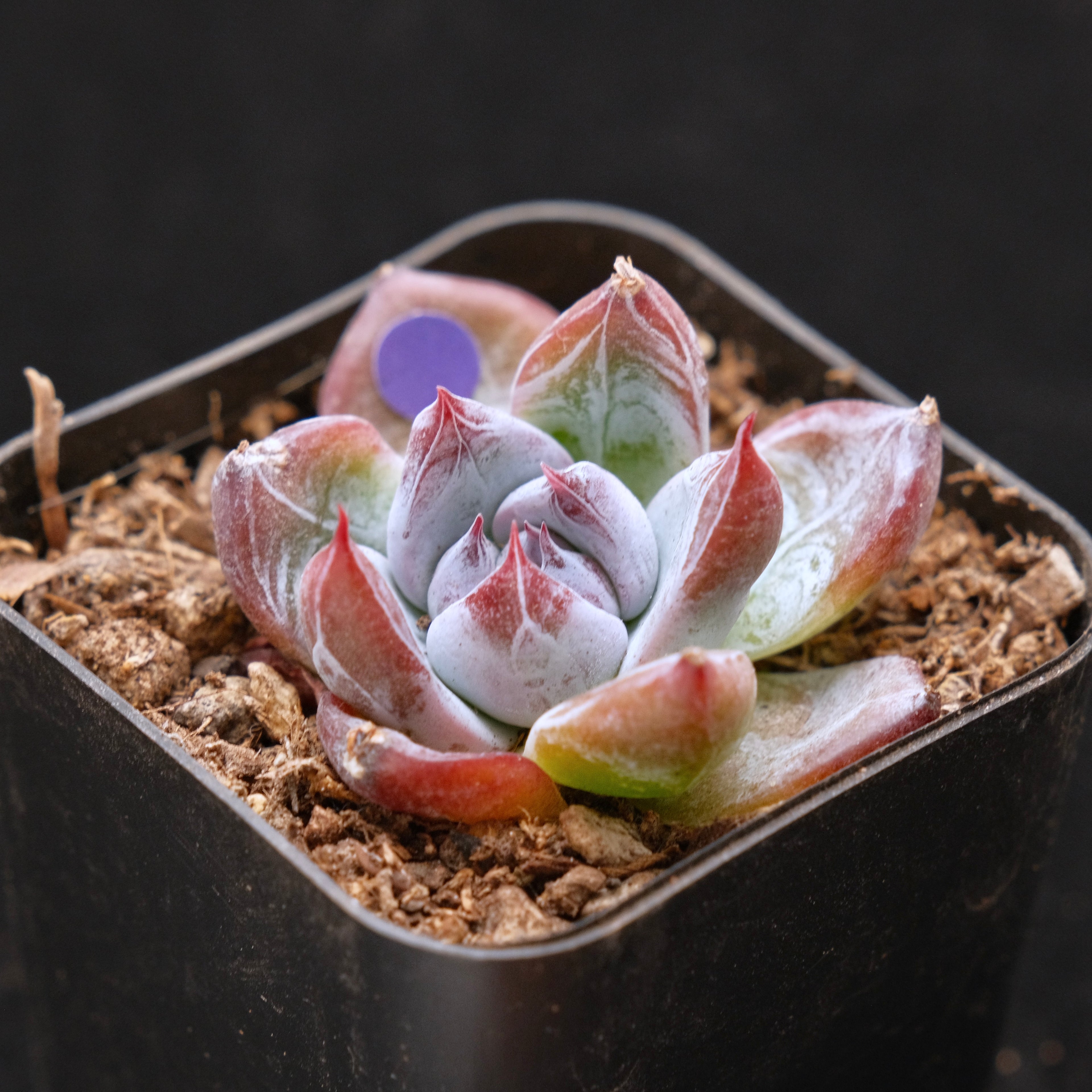 Small Echeveria Black Sabbath Korean Succulent Plant Air Magic Hybrid