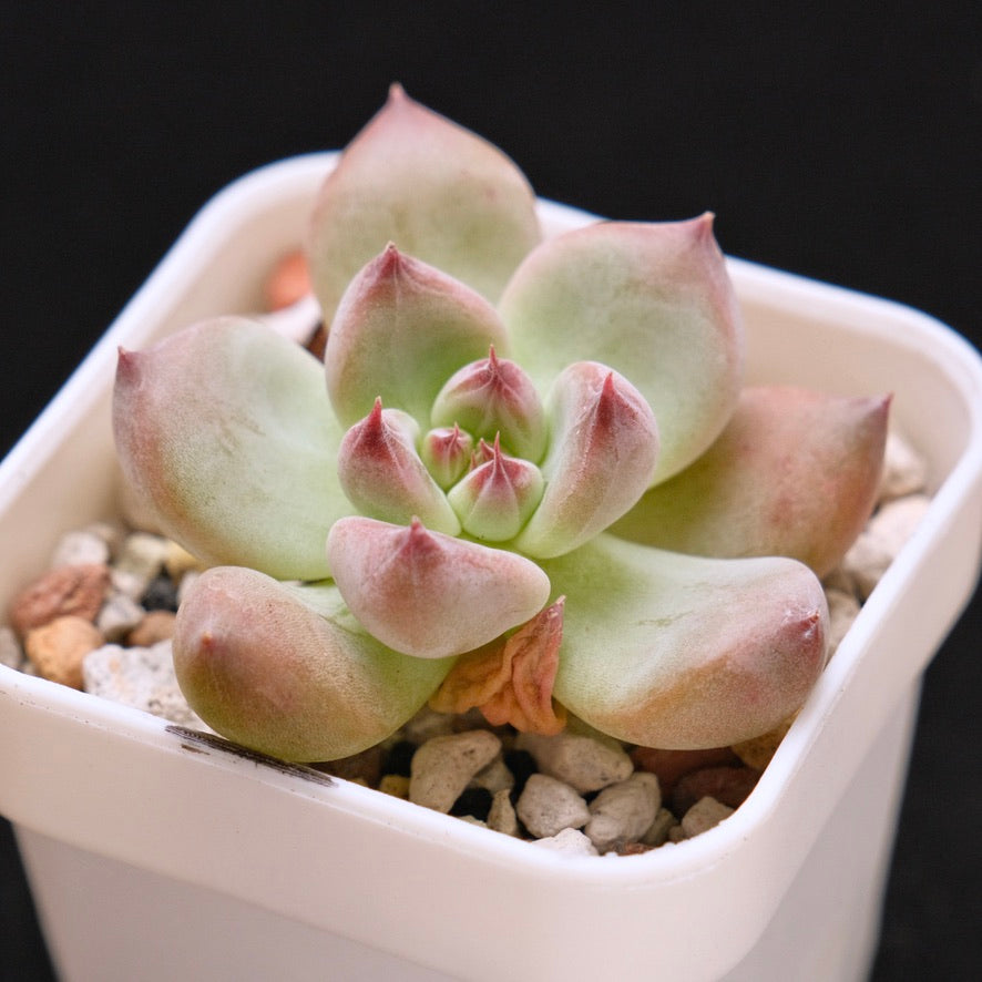 Chubby Echeveria Shakino hybrid Korean Succulent Plant