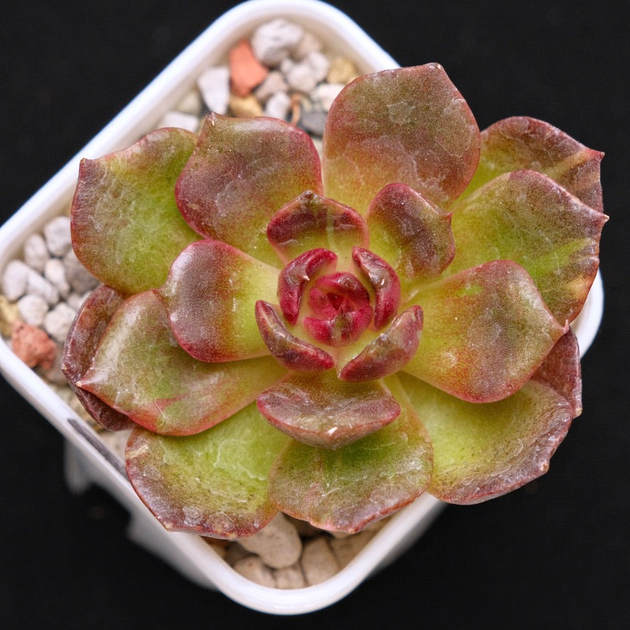 Variegated Echeveria Black Rose Korean Succulent Plant