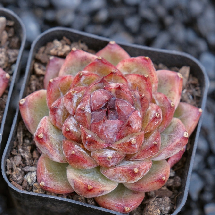 Echeveria Angels Kiss Korean Succulent Plant
