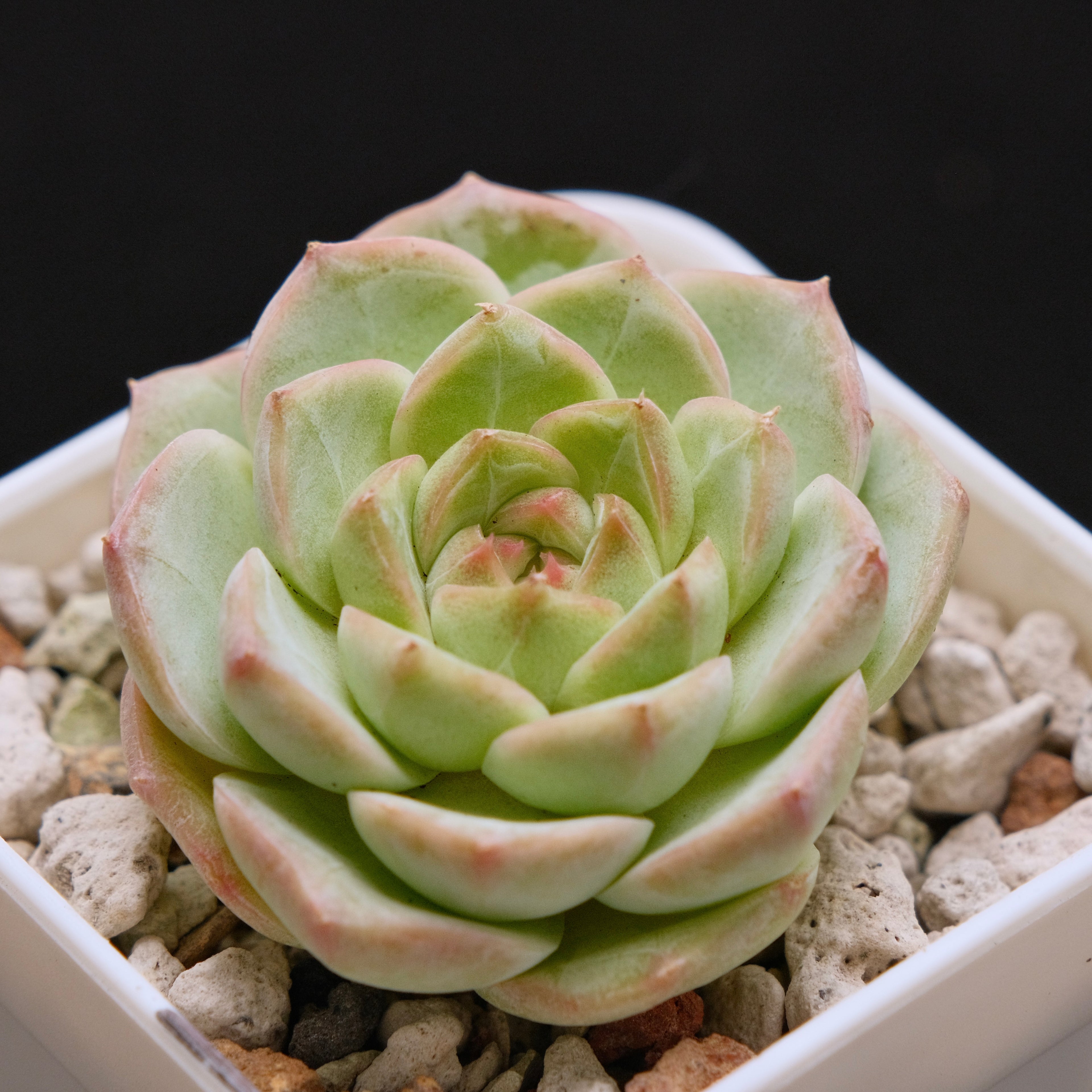Echeveria hybrid Imported Succulent Plant