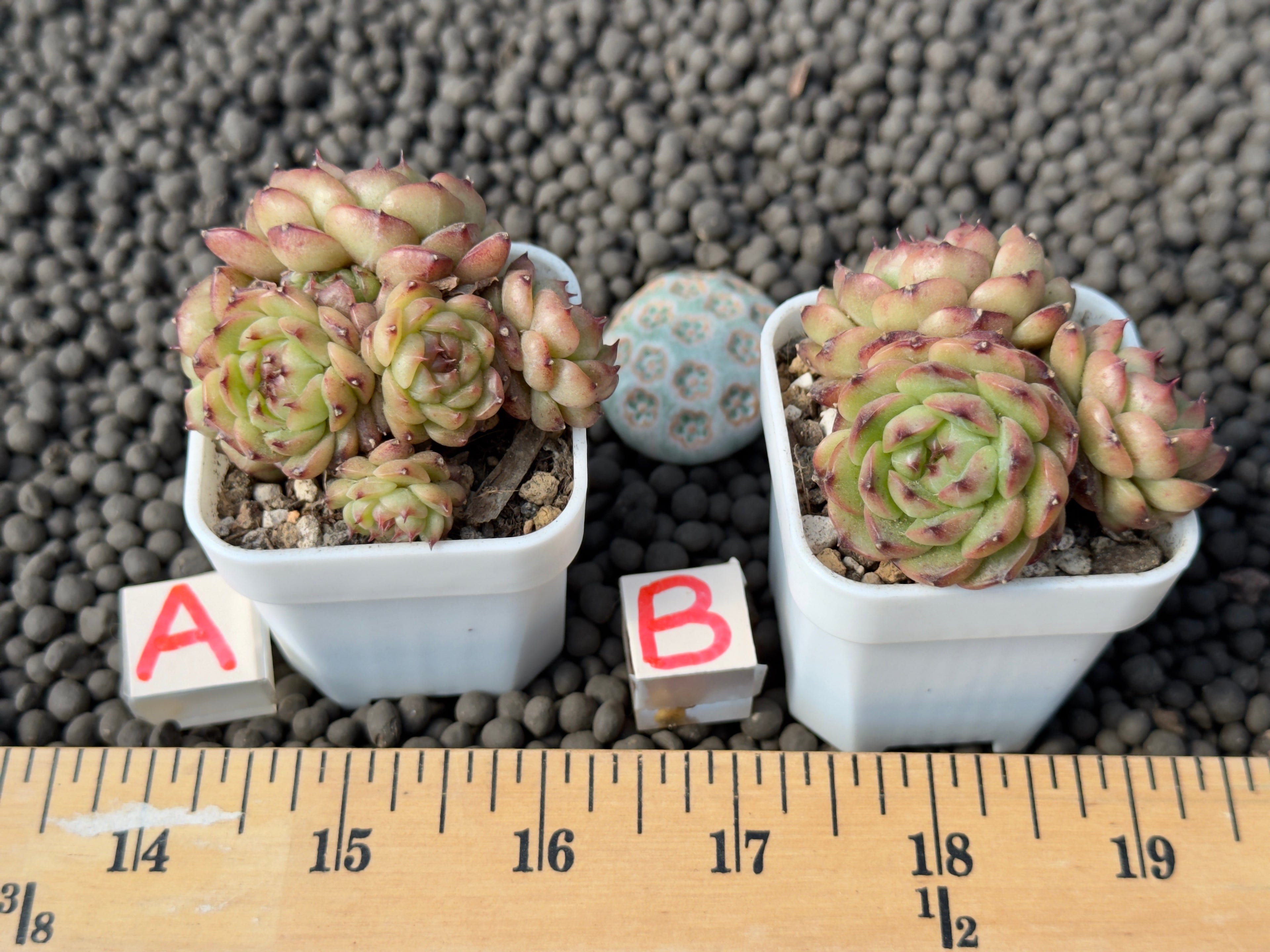 Echeveria Chocolate Mocha Imported Succulent Plant