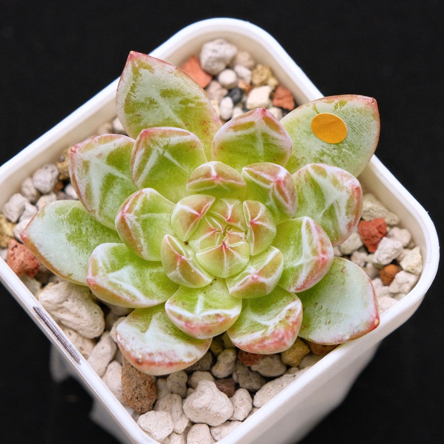 Echeveria Snowflake Jelly Korean Succulent Plant *Rare*