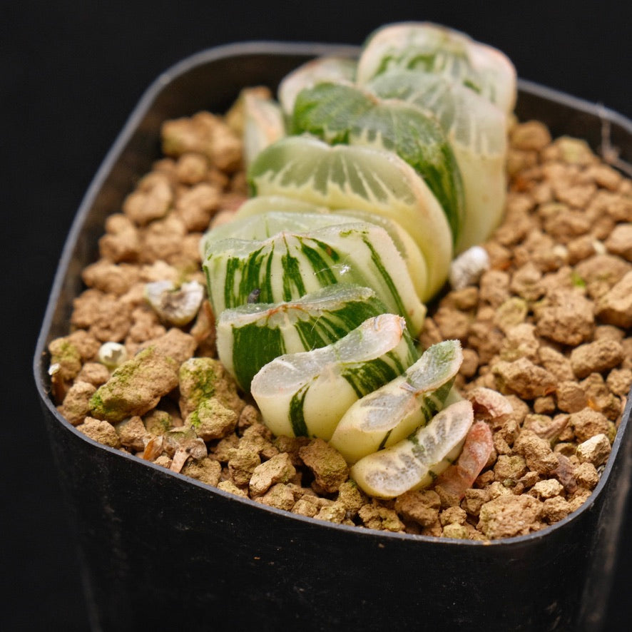 Variegated Haworthia truncata Korean Succulent Plant