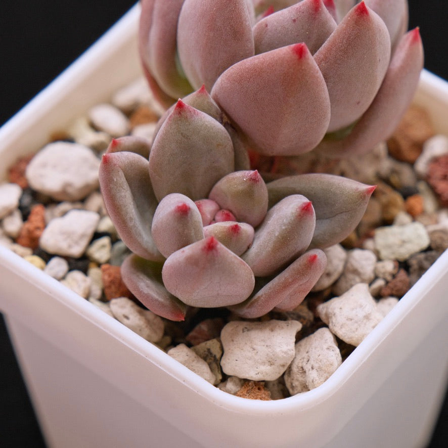Echeveria Champagne Fresh Korean Succulent Plant